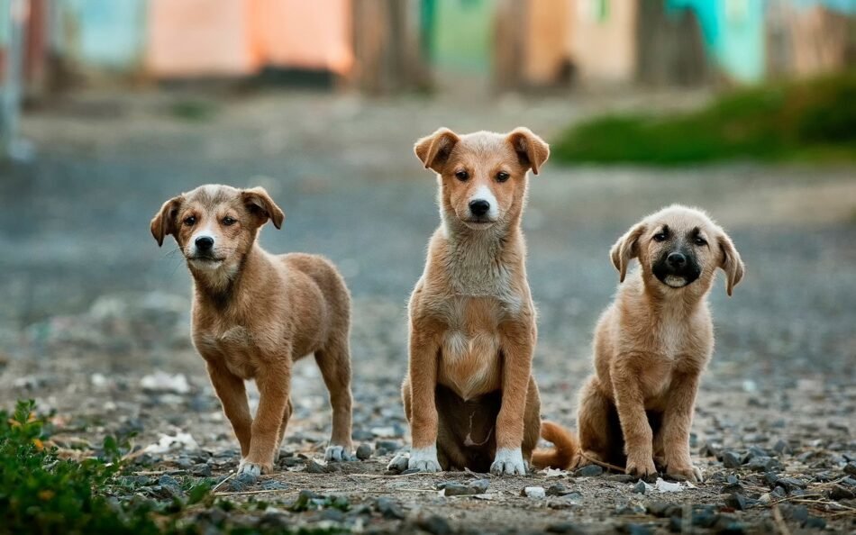 What Do I Need to Travel with My Dog to Morocco?