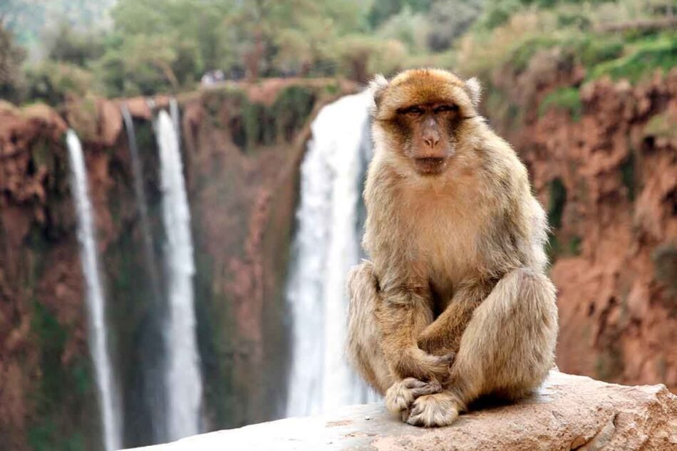 Cataratas de Ouzoud: Naturaleza Asombrosa en Marruecos