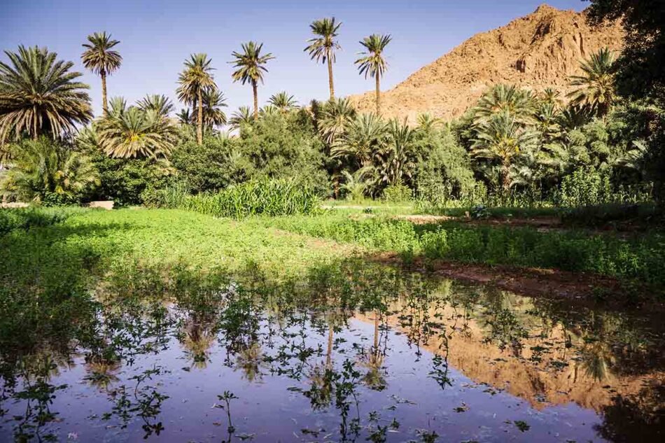 El oasis marroquí: Paraísos escondidos en las dunas del desierto